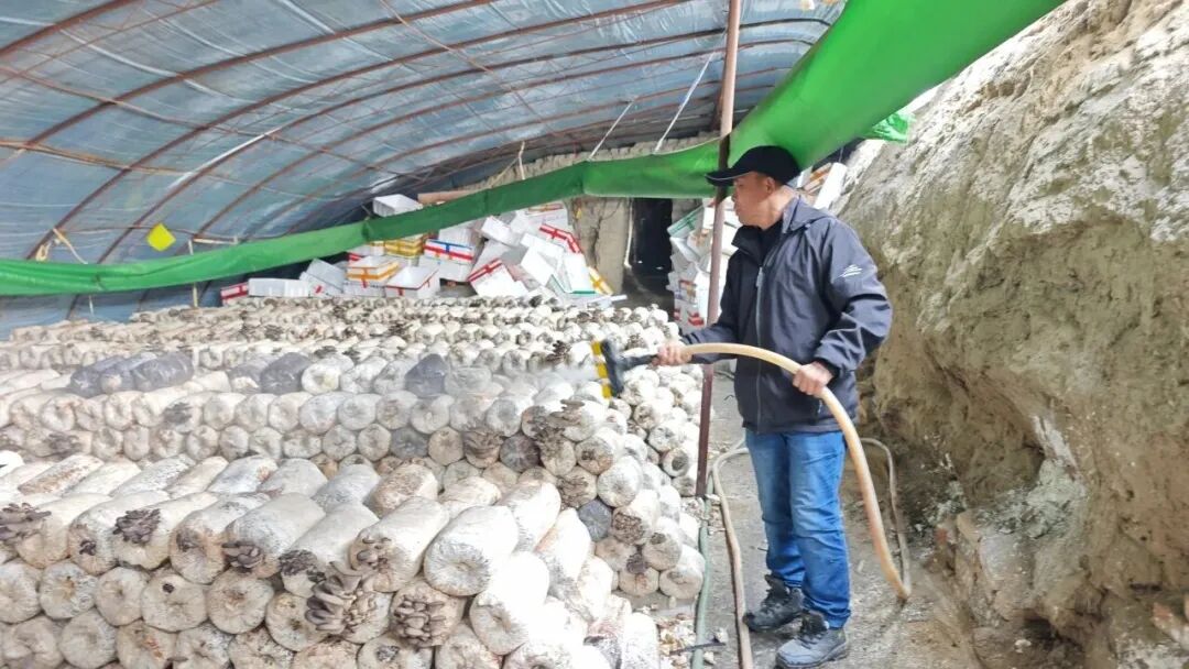 鲜菇满棚！阿合其农场特色种植 点亮农户增收路